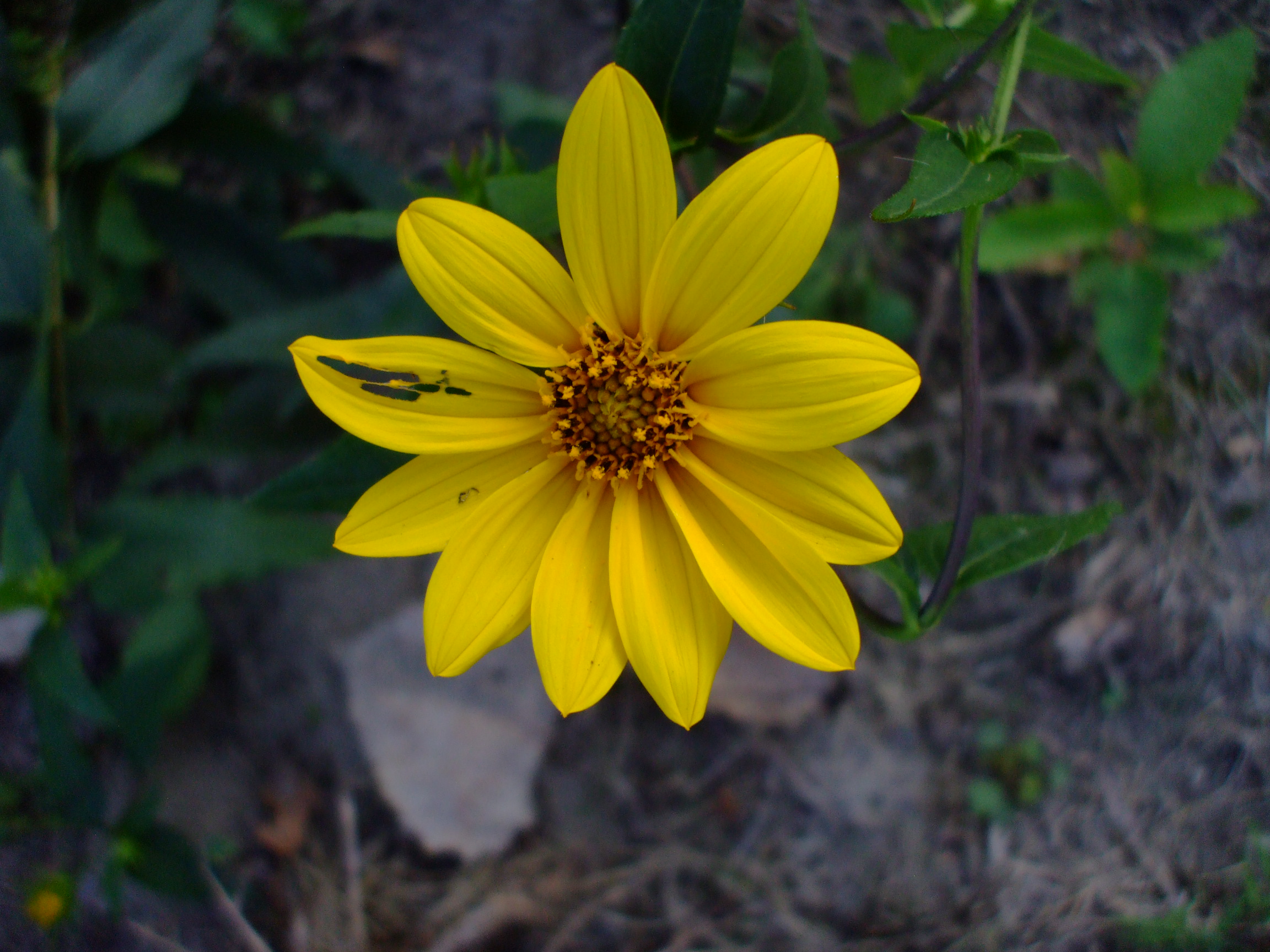 Helianthus strumosus